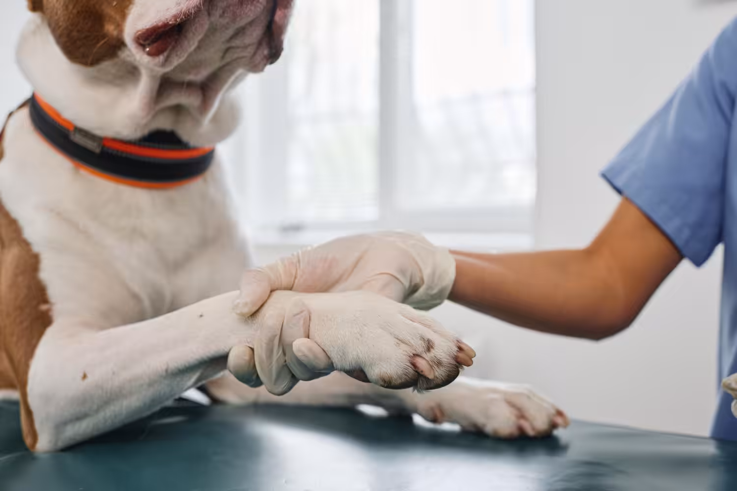 Doenças articulares comprometem bem-estar dos pets, principalmente no inverno