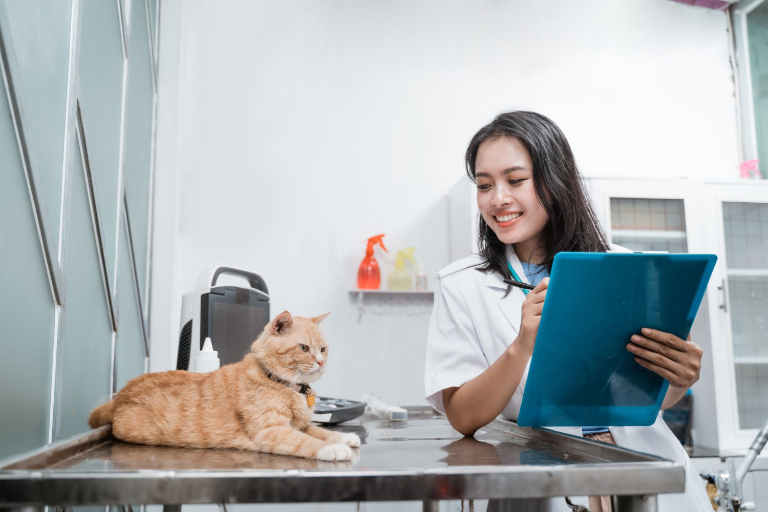 Gatinho sentado como pessoa é o último hit fofo do