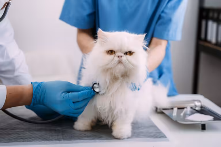 O check-up do seu pet está em dia?