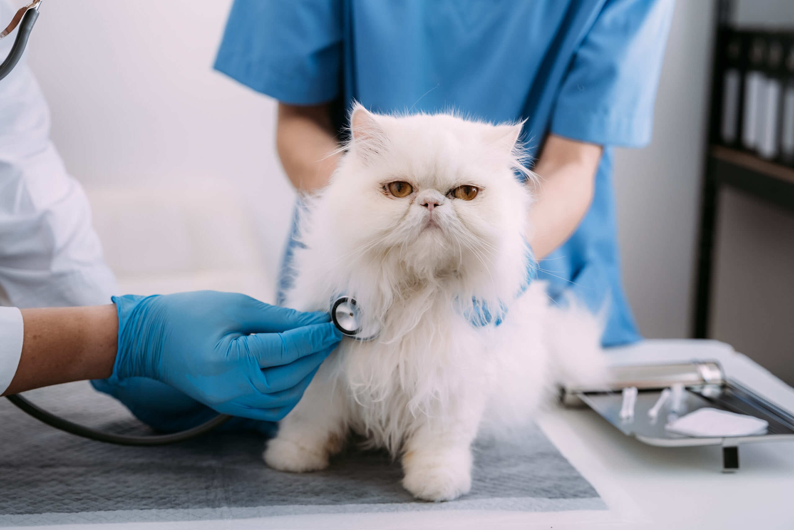 O check-up do seu pet está em dia?
