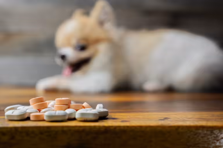 Medicamentos humanos tóxicos para cães e gatos