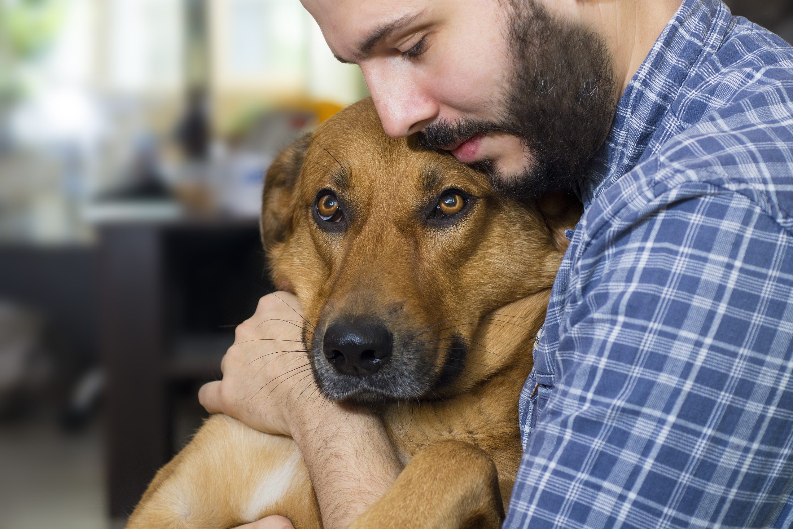 cachorro abraçado