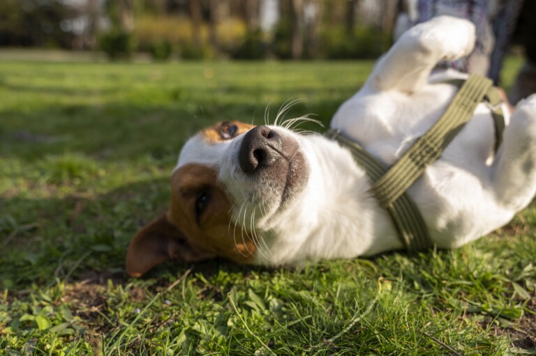 Pequeno guia para assegurar qualidade de vida ao seu pet