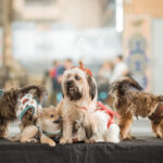 Vai levar seu cão a um evento? Dr. Pet revela os cuidados que fazem toda a diferença