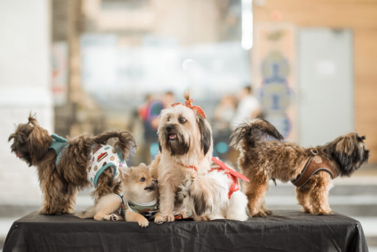 Vai levar seu cão a um evento? Dr. Pet revela os cuidados que fazem toda a diferença