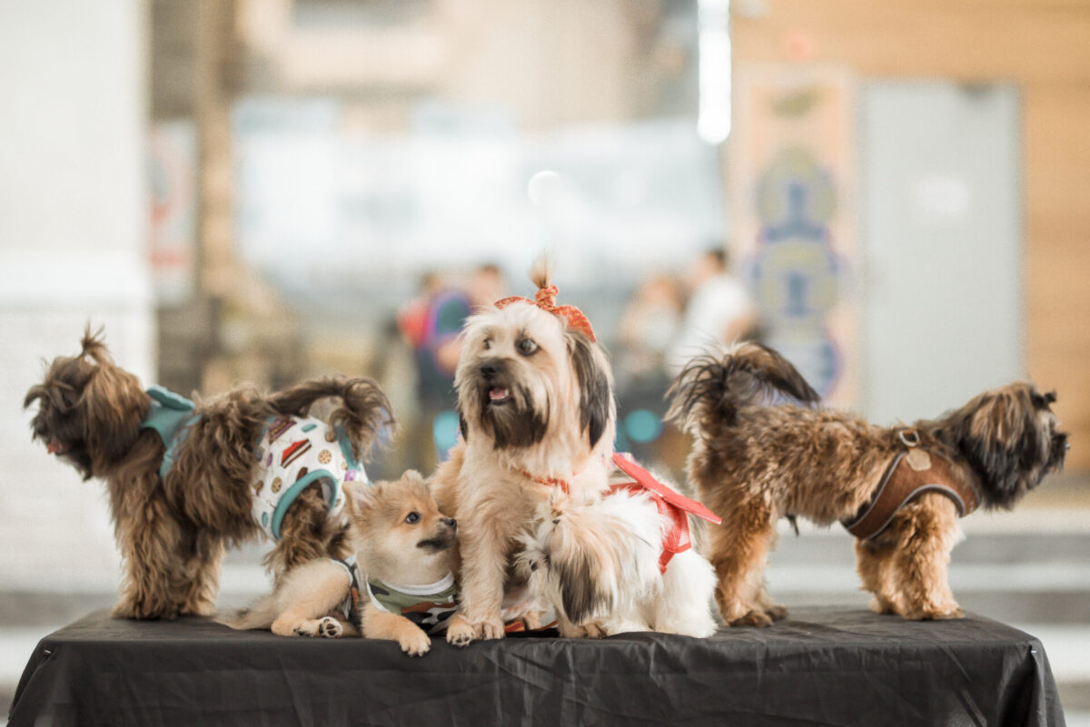 Vai levar seu cão a um evento? Dr. Pet revela os cuidados que fazem toda a diferença
