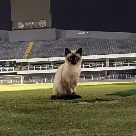 Vila dos gatos: Santos tem dificuldade para lidar com invasão felina