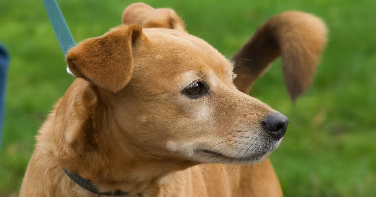 Mito da “saúde de ferro”: vira-latas também precisam de cuidados veterinários constantes