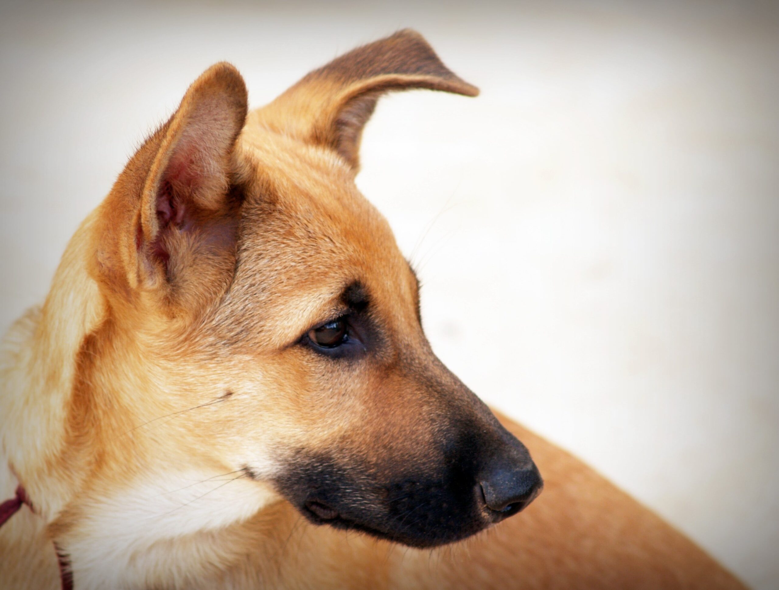 cachorro vira lata