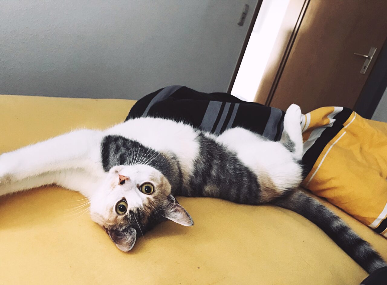 gata sofá