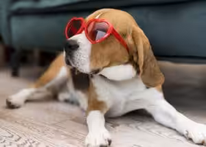 Como identificar os sinais de câncer de pele em cães e gatos