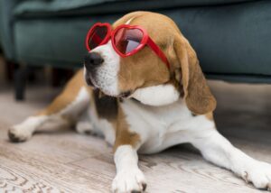 Como identificar os sinais de câncer de pele em cães e gatos