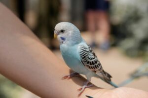 aves de companhia
