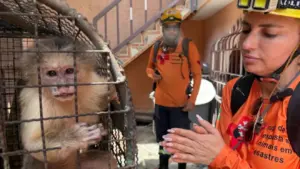 voluntários
