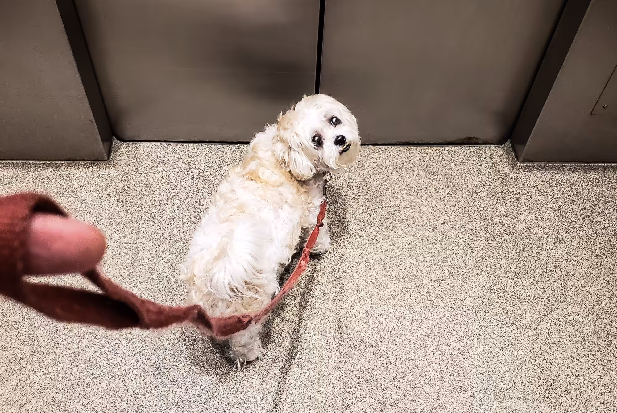 Condomínios podem proibir a presença de pets? 
