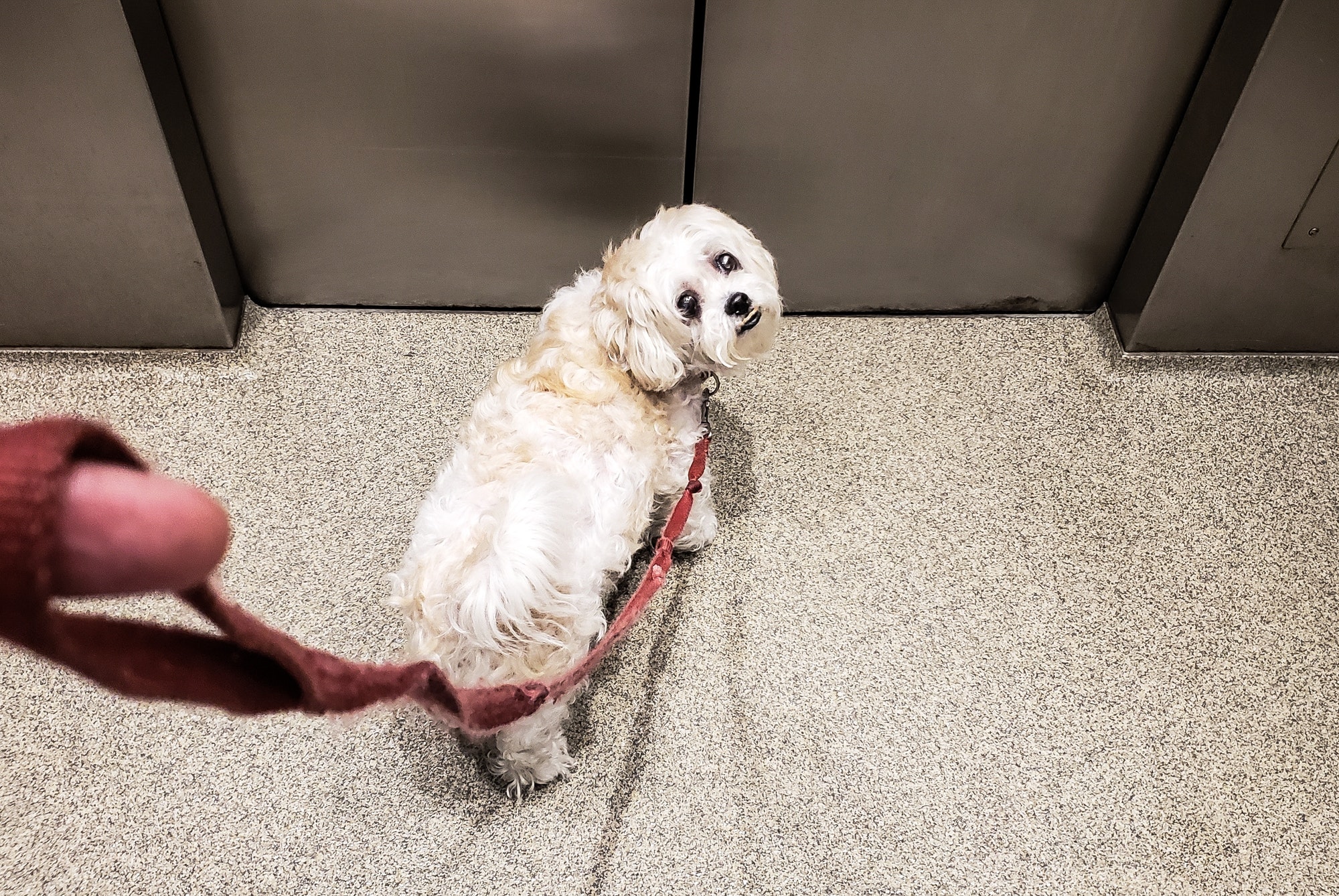 Walking the dog as she waits for elevator door to open to go outside on her leash as a cute pets.