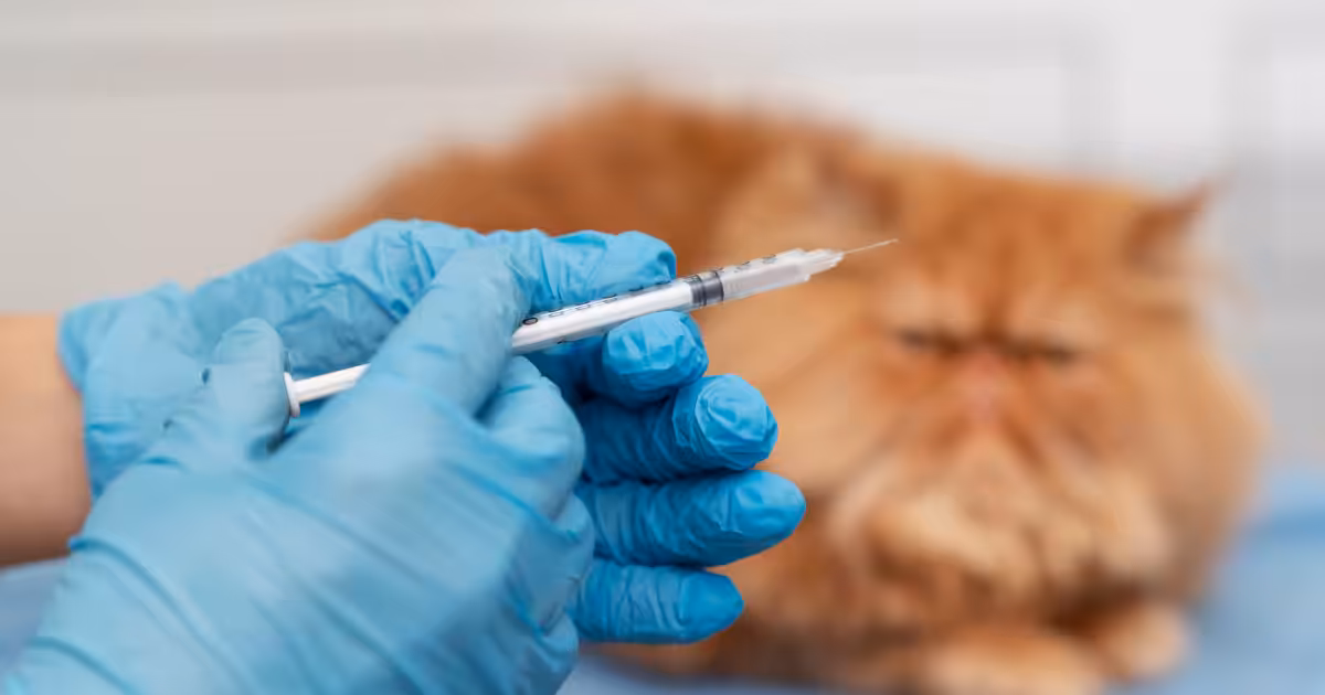 Diretrizes da WSAVA reforçam conduta consciente e atualizada na vacinação de cães e gatos