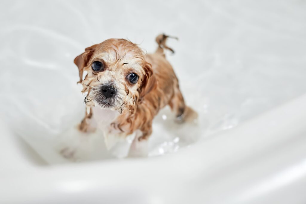 Primeiro banho do cachorro: entenda quando e como realizar