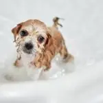 Primeiro banho do cachorro: entenda quando e como realizar