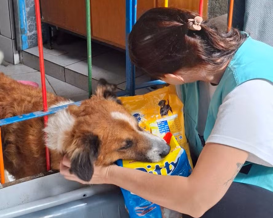 ONG resgata animais soterrados após temporais em Juiz de Fora (MG)