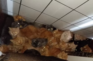 gatos amontoados