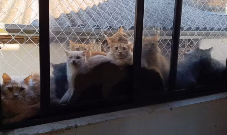 Apartamento com mais de 400 gatos em SC revela caso de reprodução descontrolada por 10 anos