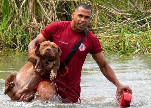 Pit bulls ilhados por 24 horas em lagoa são resgatados por bombeiros na Bahia