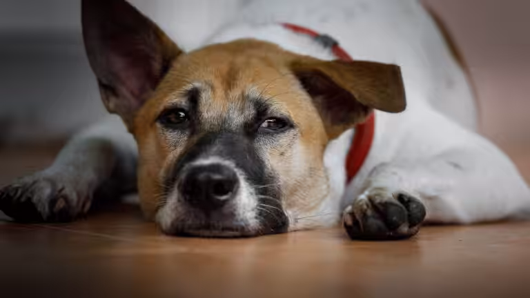 Janeiro Branco chama atenção para a saúde emocional de cães e gatos