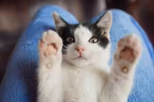 Guia de raças: Gato SRD
