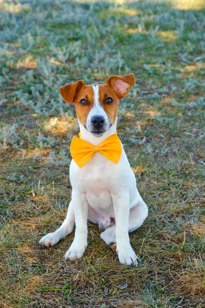 White dog with a Yellow bow tie on the green grass