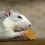 Obesidade em roedores: riscos e prevenção no manejo nutricional de pets não convencionais