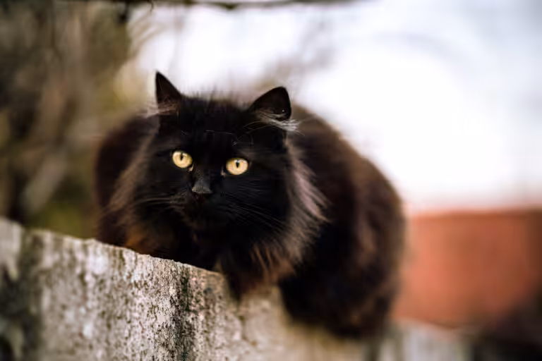 Guia de raças: Gato SRD
