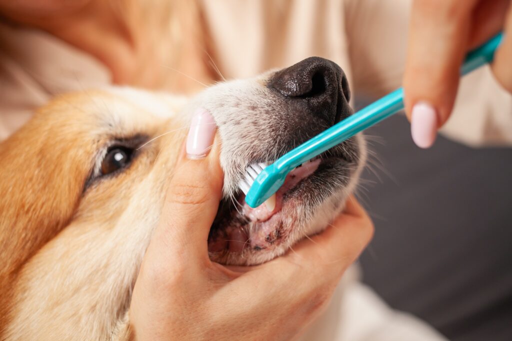 woman brushes dog's teeth with toothbrush, taking care of oral cavity, caring for pets, love.