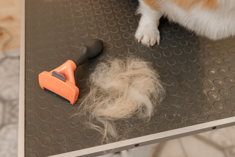 Queda de pelos em cães e gatos: quando o sinal deixa de ser normal e exige atenção veterinária