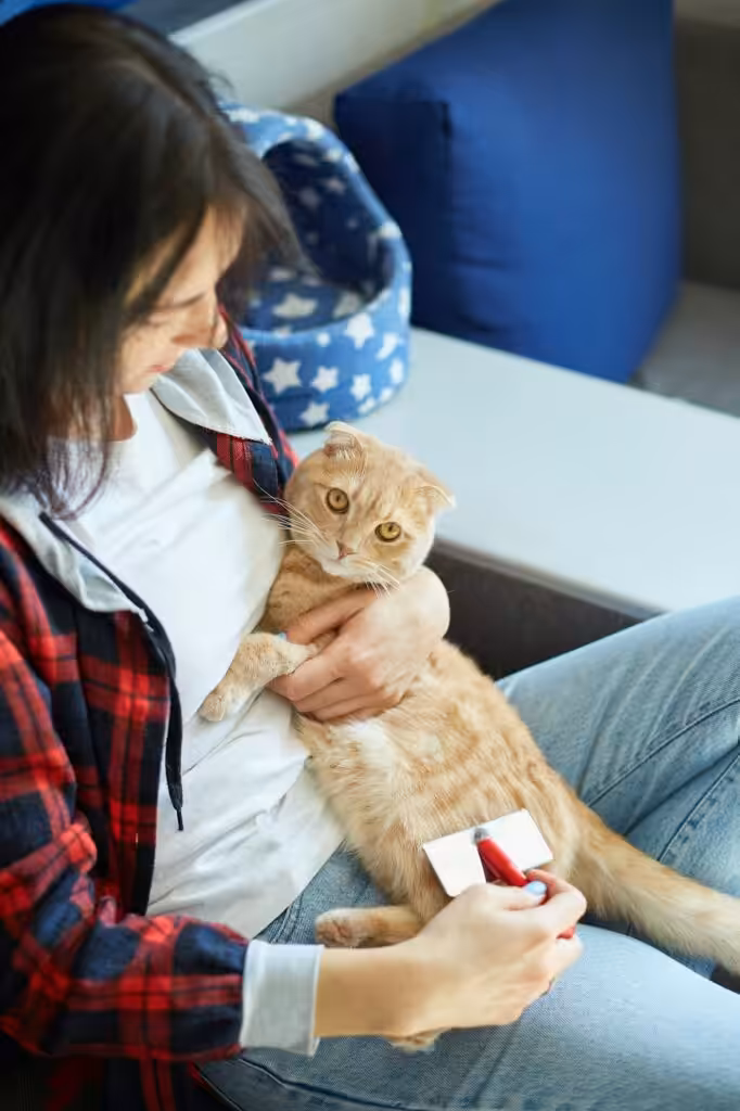 Woman hold British redhead cat and combs it fur at home.