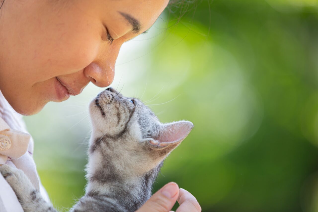 Por que gatos encostam a cabeça nos humanos? Ciência explica o comportamento felino