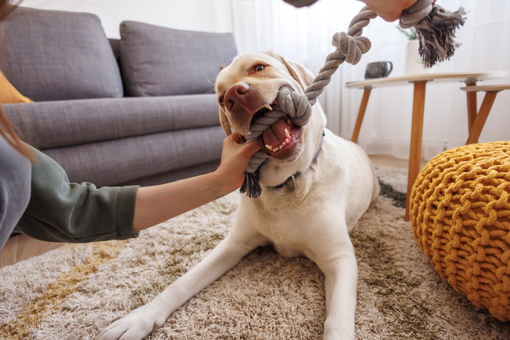 Woman playing with her dog at home using rope toy