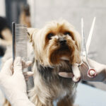 Dia do Tosador: profissão vai muito além da estética e contribui para a saúde e o bem-estar dos pets