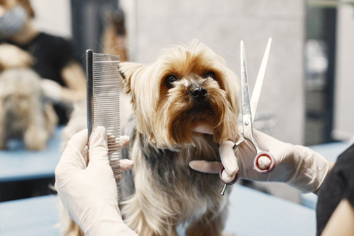 Dia do Tosador: profissão vai muito além da estética e contribui para a saúde e o bem-estar dos pets
