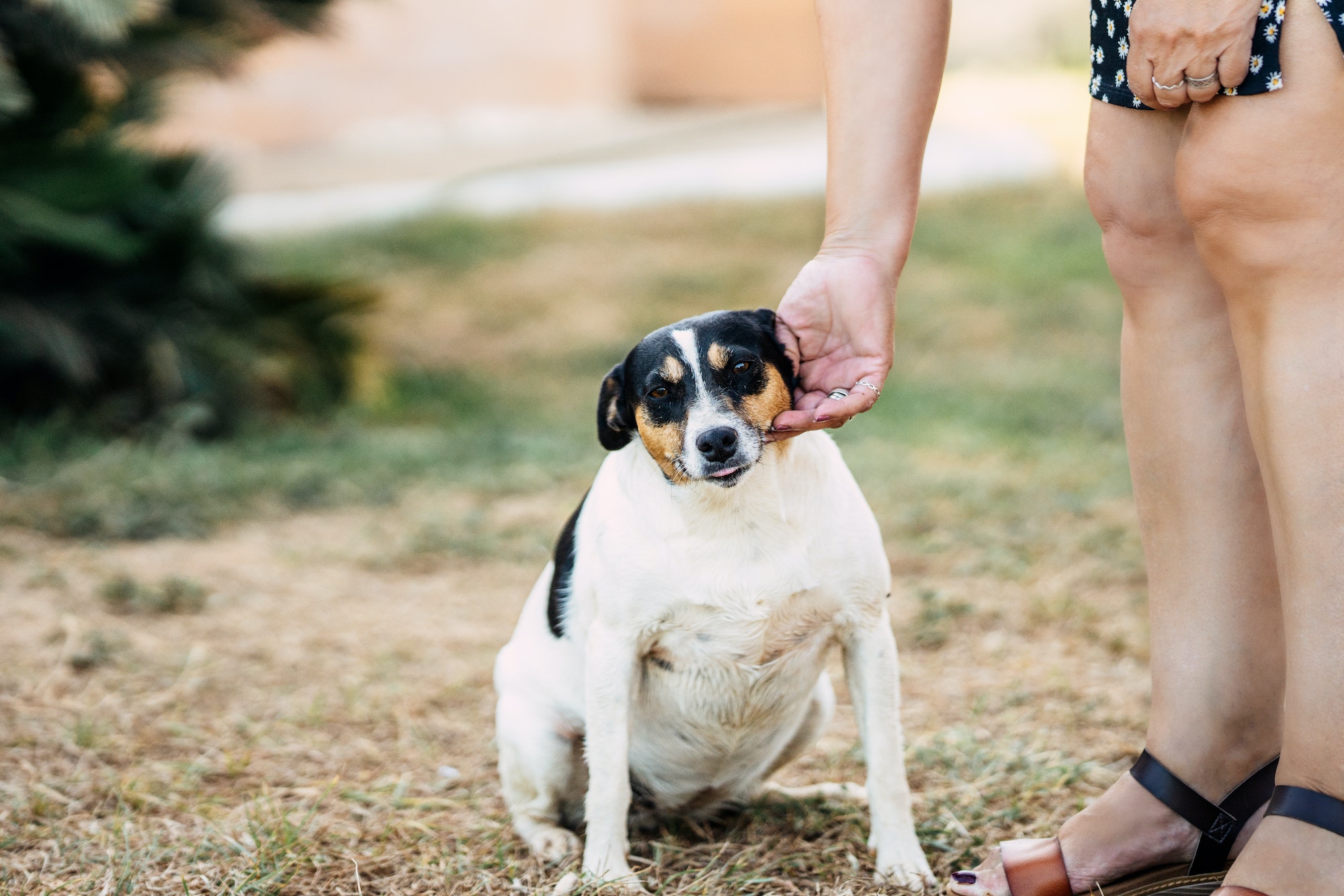 Woman stroking a small breed dog sitting in a park