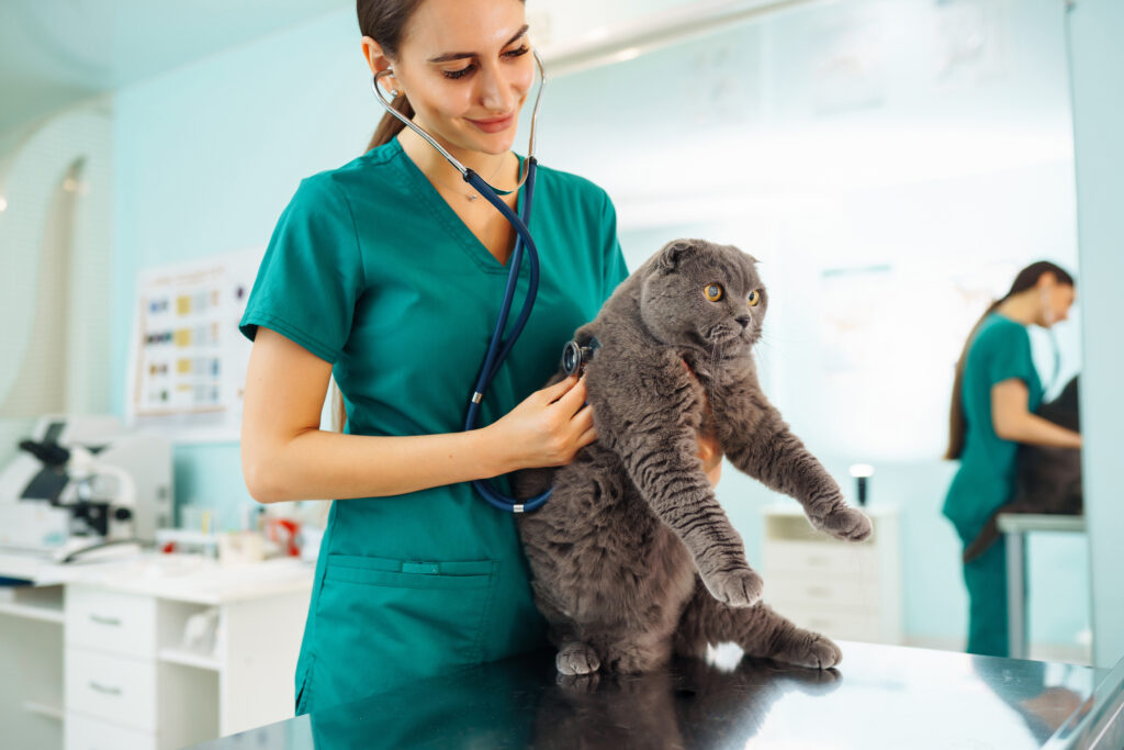 Woman veterinarian examining cat on table in veterinary clinic. Medicine treatment of pets.