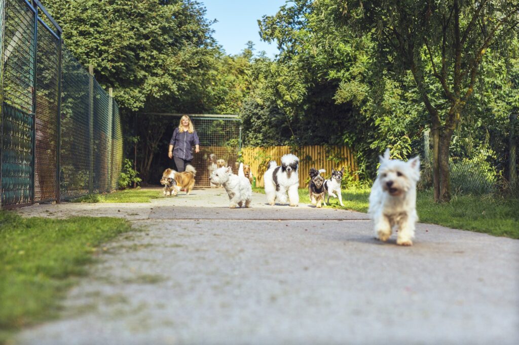 Woman walking with dogs on path