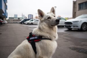 Cães-guia: parceiros de autonomia e inclusão no dia a dia