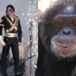 Onde está Bubbles hoje? Chimpanzé de Michael Jackson vive aposentado em santuário nos EUA