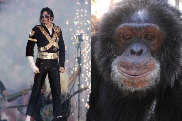 Onde está Bubbles hoje? Chimpanzé de Michael Jackson vive aposentado em santuário nos EUA