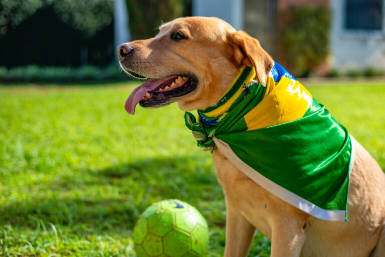 Alegria para uns, estresse para outros: como proteger os pets do barulho e da quebra de rotina na Copa 2026