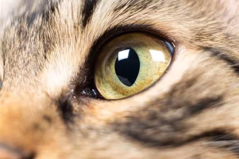 Úlcera de córnea em gatos: causas, diagnóstico e opções de tratamento