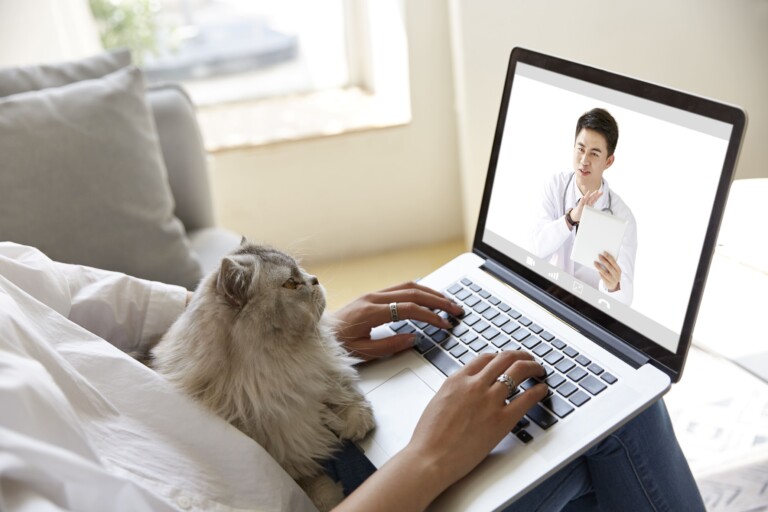 Telemedicina veterinária: entenda como funciona o atendimento