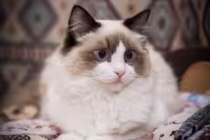 Guia de raças: Gato Ragdoll