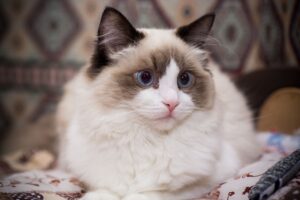 Guia de raças: Gato Ragdoll